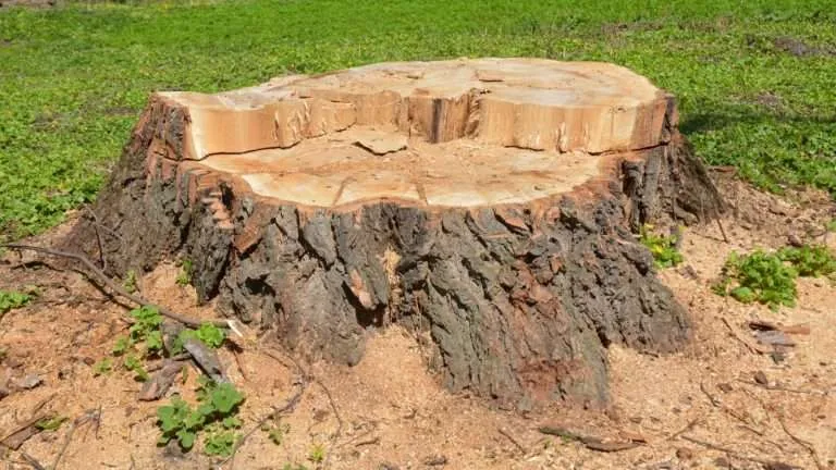 stump removal services near me in south carolina