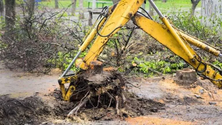 best stump removal services in south carolina