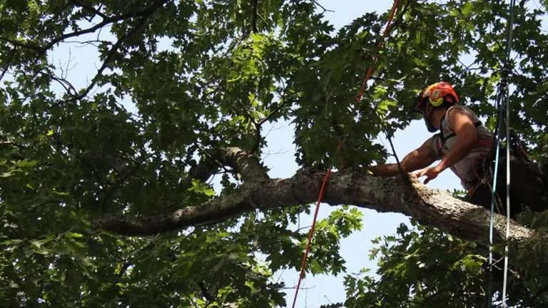best tree removal services in south carolina