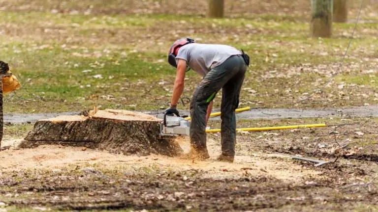 stump removal contractors near me in south carolina