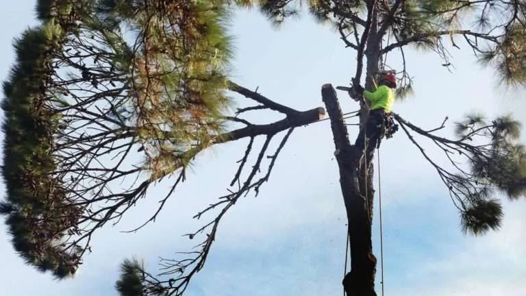 tree removal contractors near me in south carolina