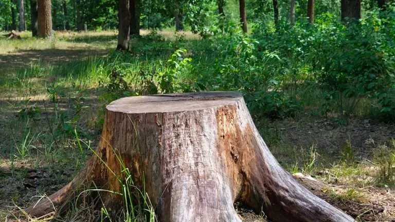 top stump removal services in south carolina