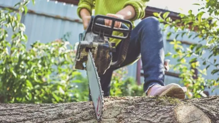best tree removal company in south carolina