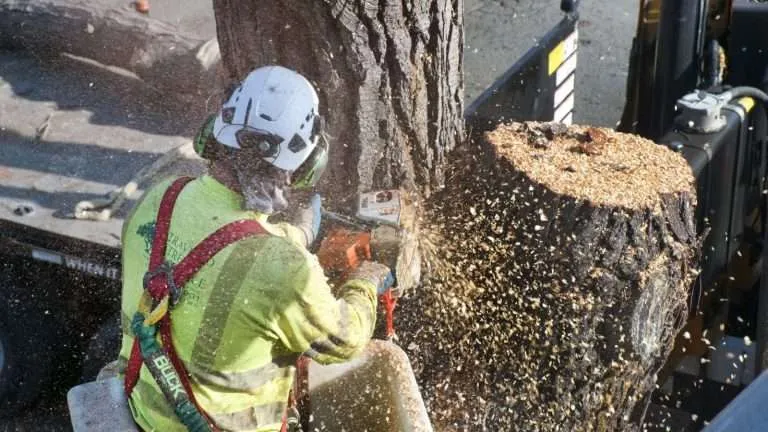 top tree removal services in south carolina