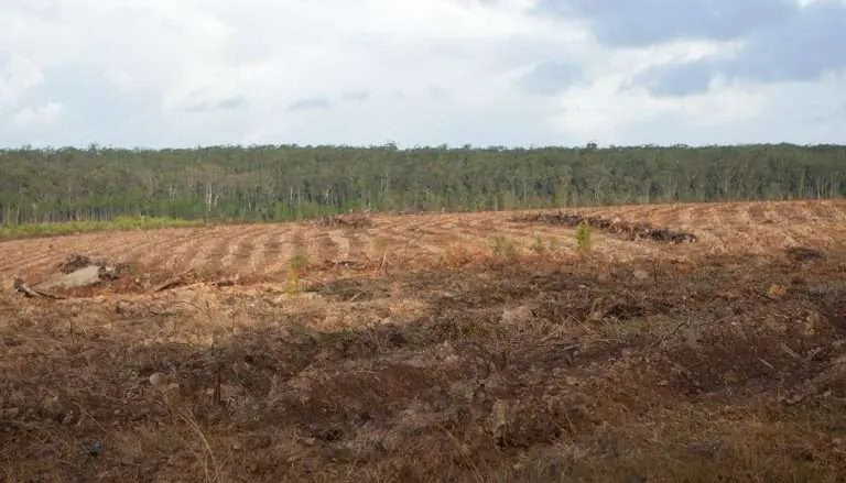 best forestry mulching services in south carolina