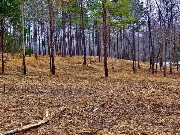 forestry mulching contractors near me in south carolina