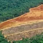 land clearing in orangeburg
