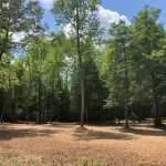 forestry mulching in South Carolina