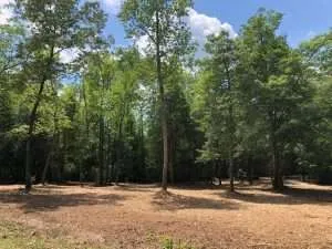 forestry mulching in South Carolina