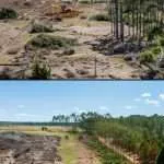 land clearing in myrtle beach